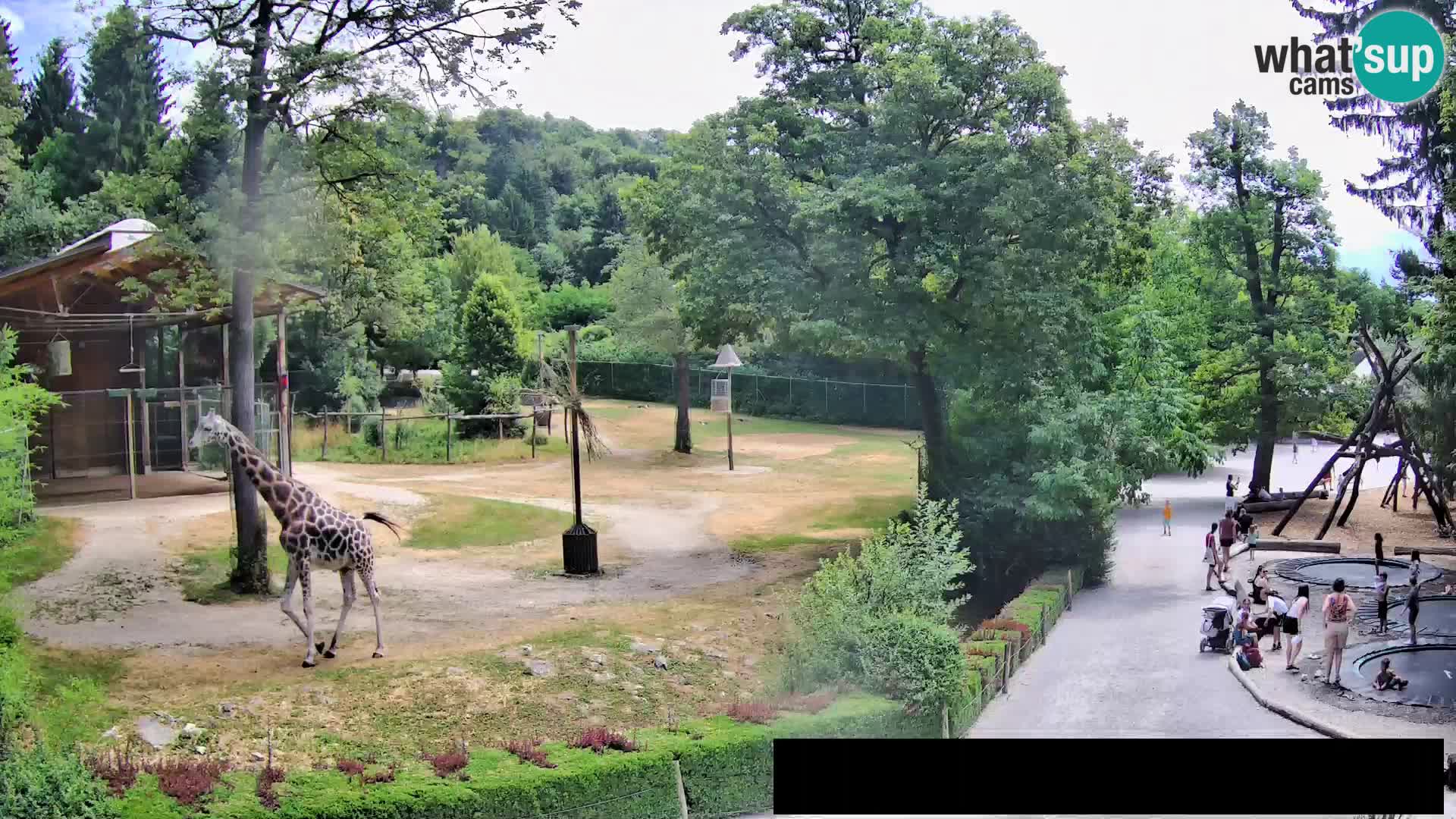 Webcam Zoo Ljubljana – Giraffes