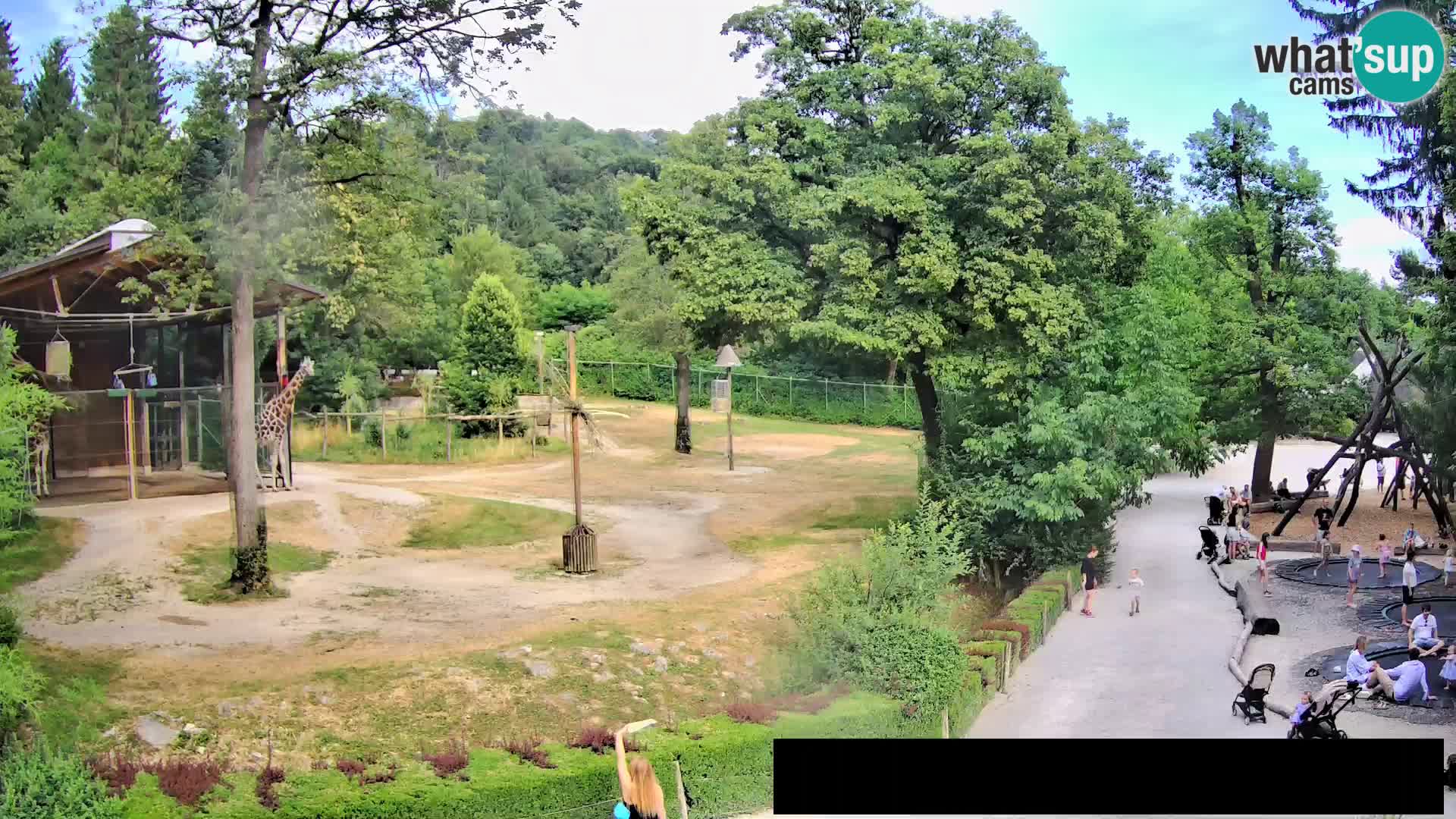 Web kamera Zoo Ljubljana – Žirafe