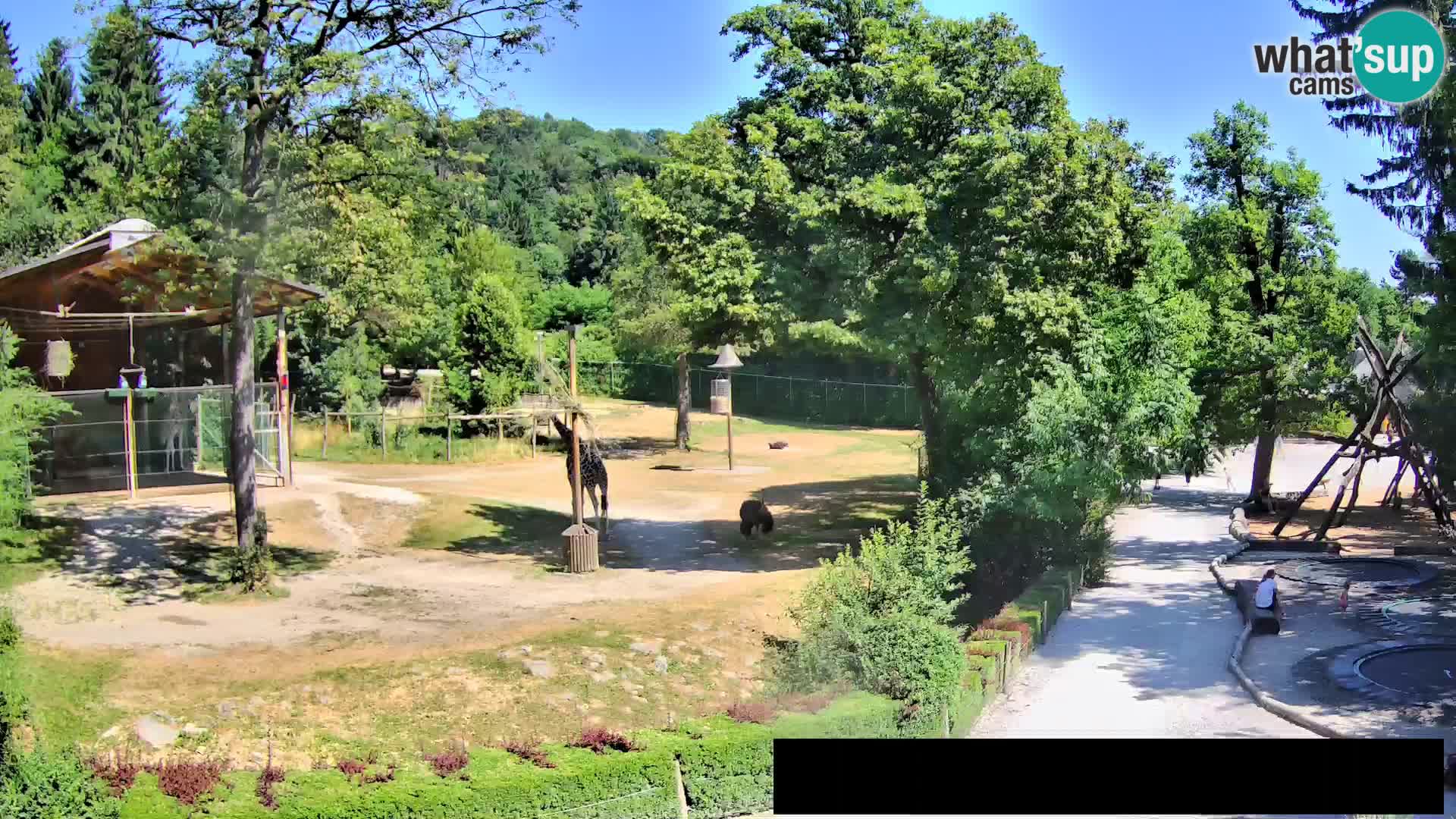 Webcam Zoo Ljubljana – Giraffes