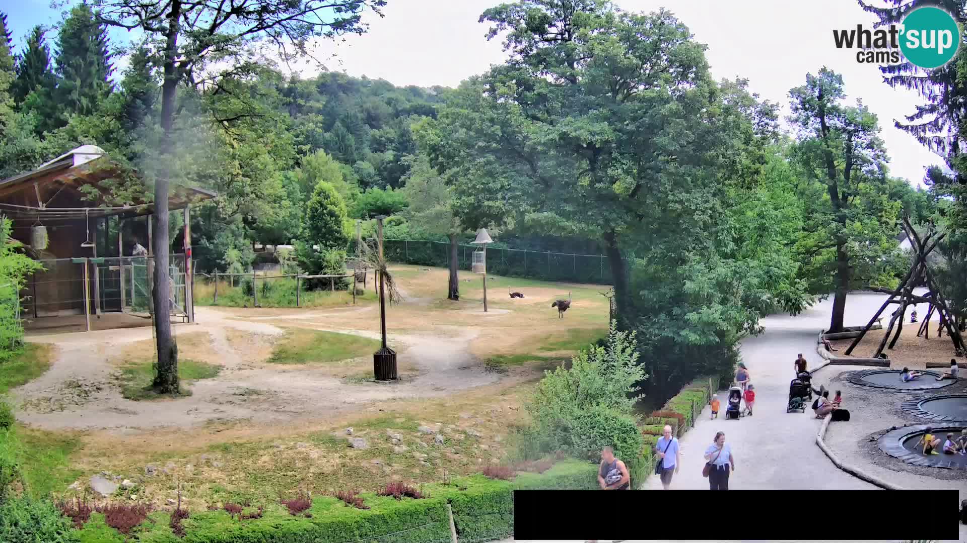 Webcam Zoo Ljubljana – Giraffes