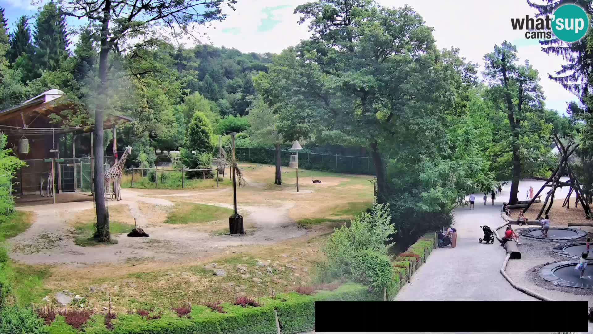 Web kamera Zoo Ljubljana – Žirafe