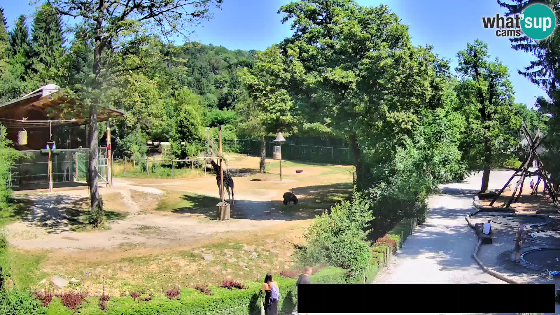 Webcam live Zoo Lubiana – Giraffe