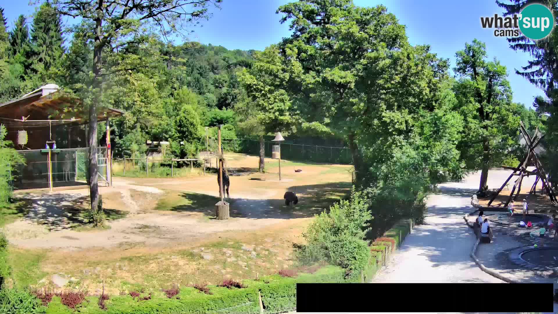 Webcam Zoo Ljubljana – Giraffes