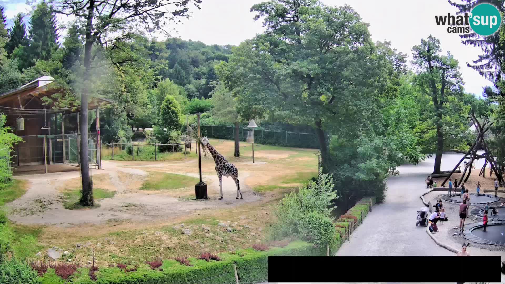 Webcam Zoo Ljubljana – Giraffes