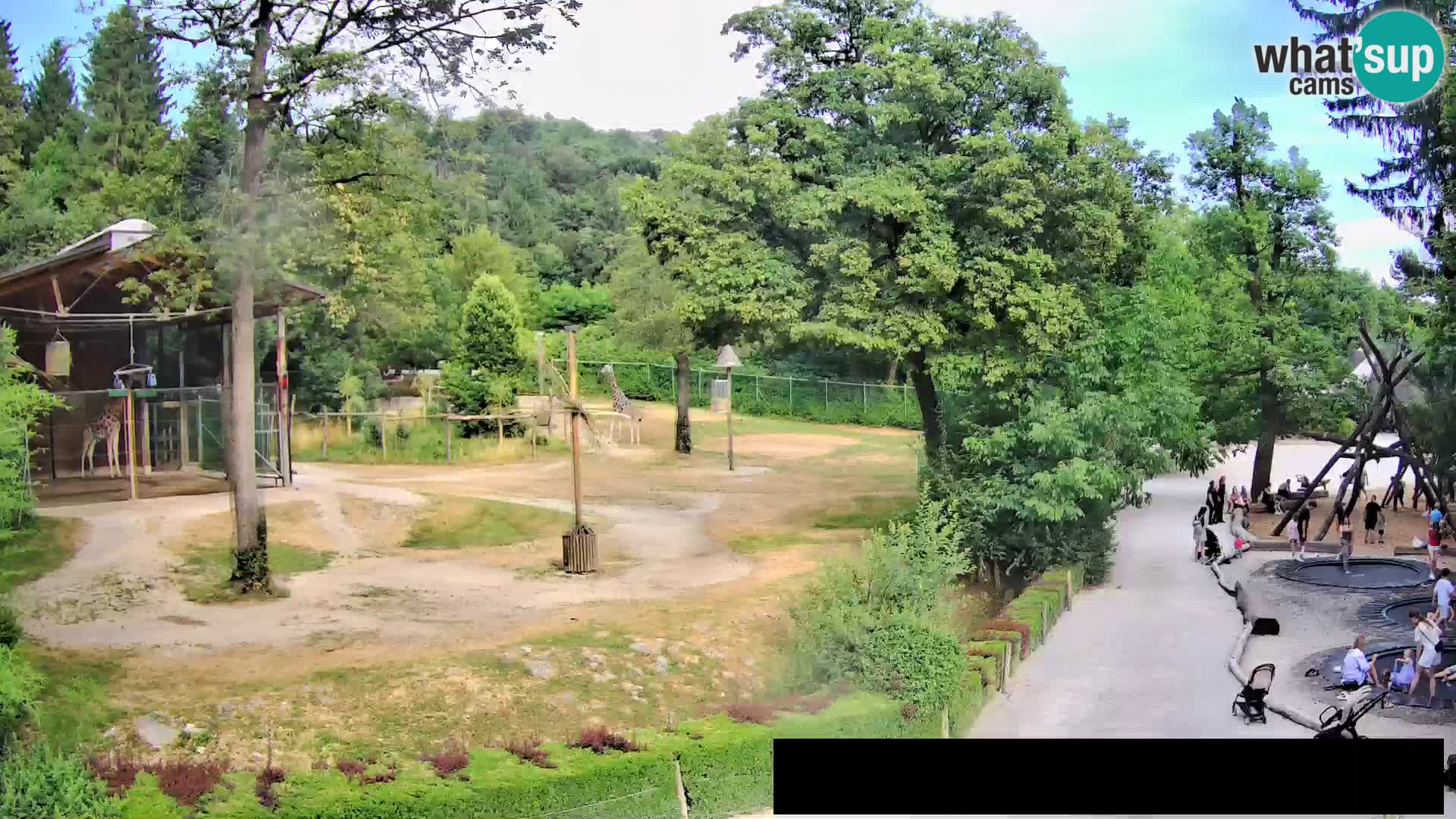 Webcam Zoo Ljubljana – Giraffes