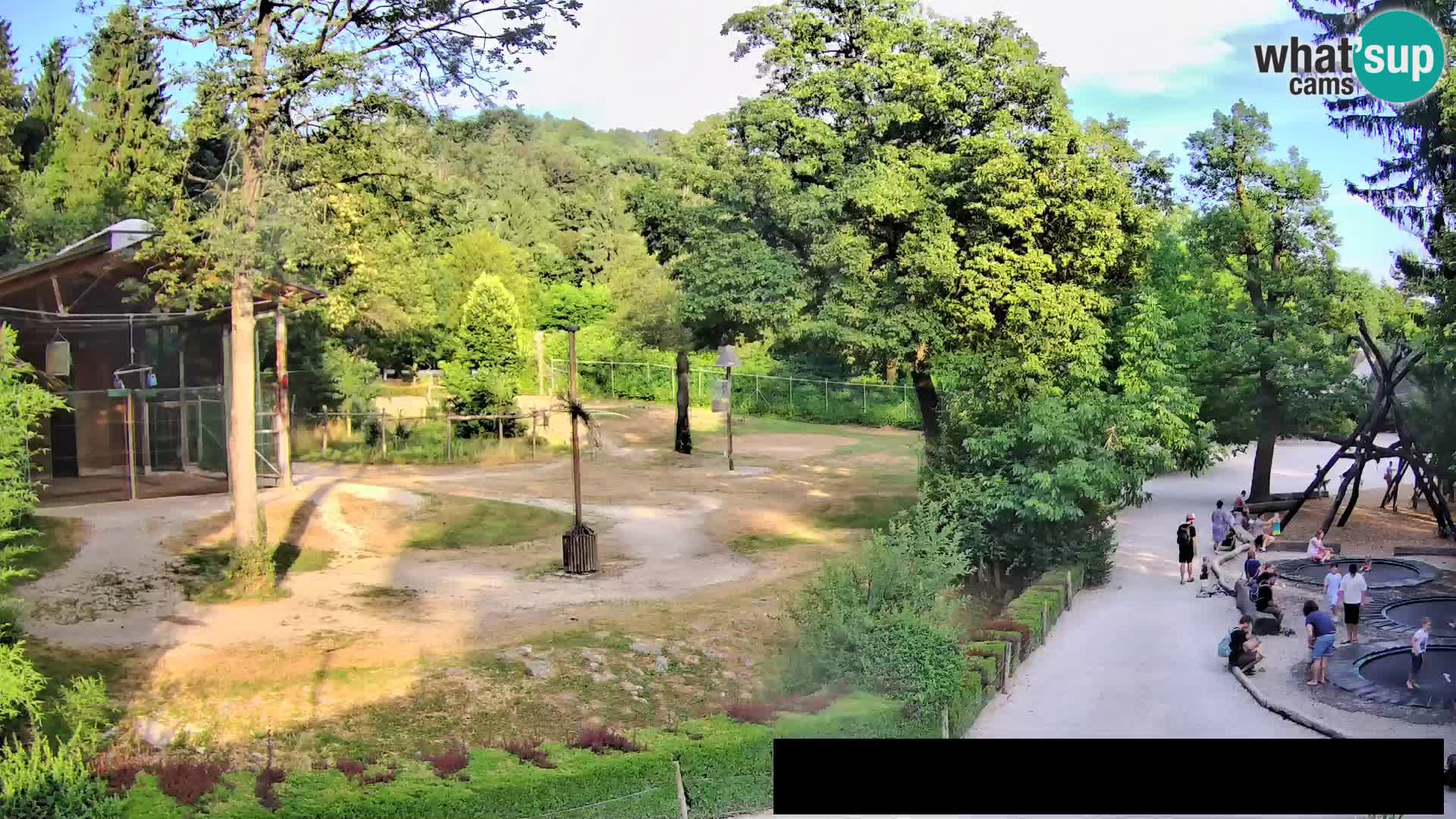 Webcam live Zoo Lubiana – Giraffe