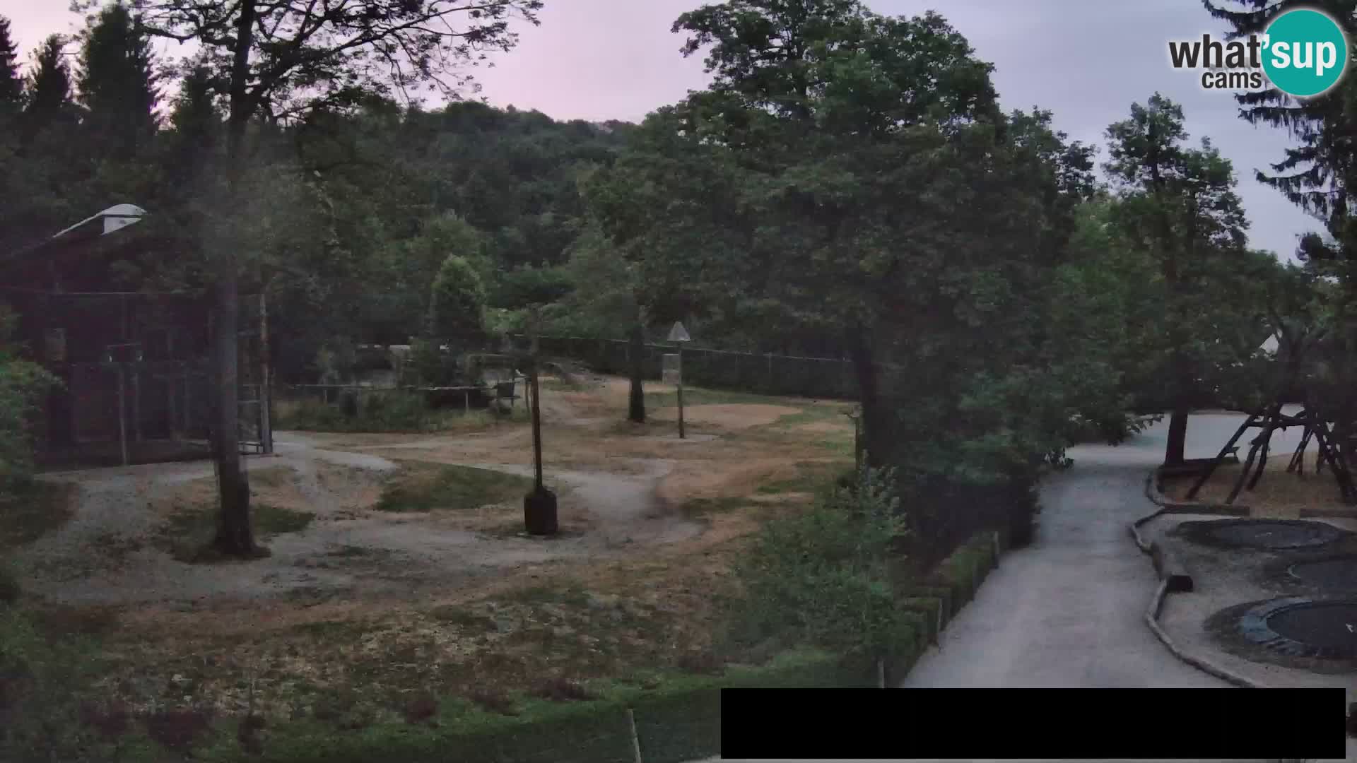 Webcam Zoo Ljubljana – Jirafas