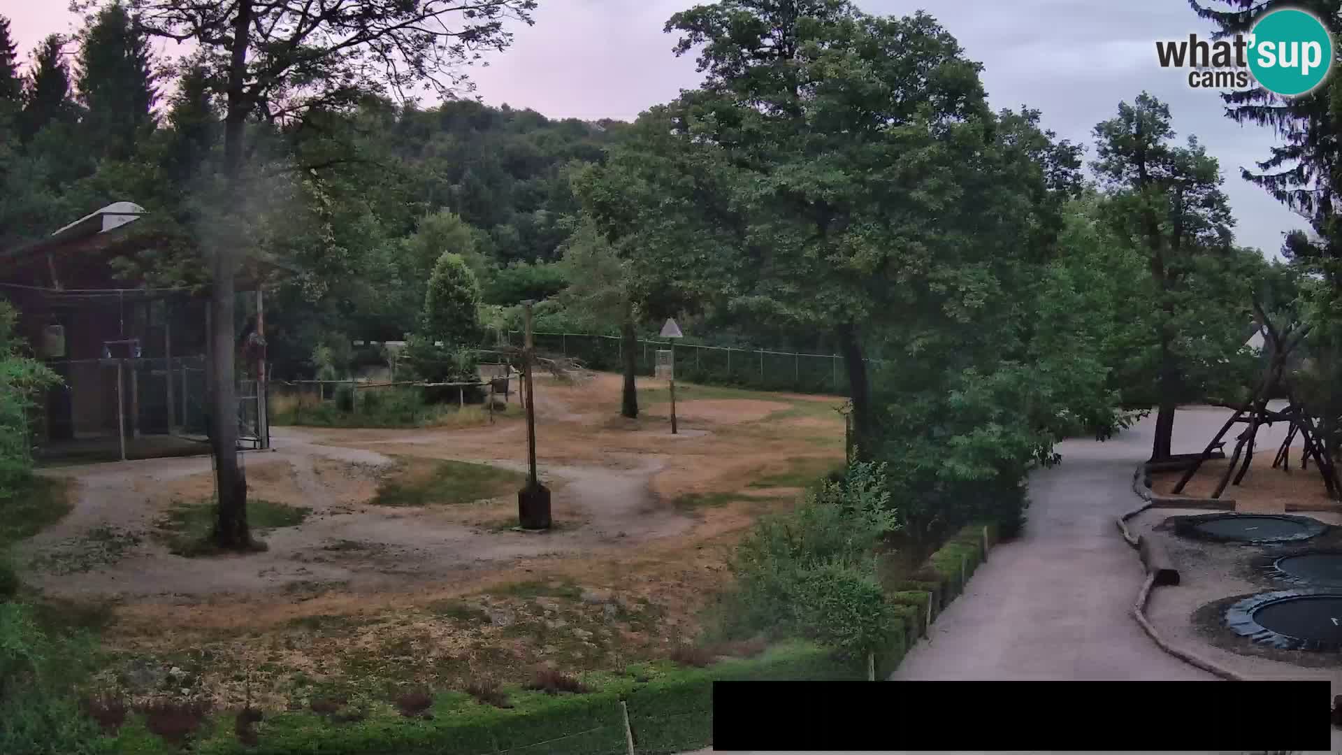 Webcam Zoo Ljubljana – Jirafas