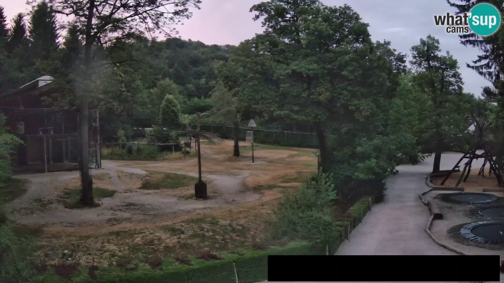 Webcam Zoo Ljubljana – Giraffes