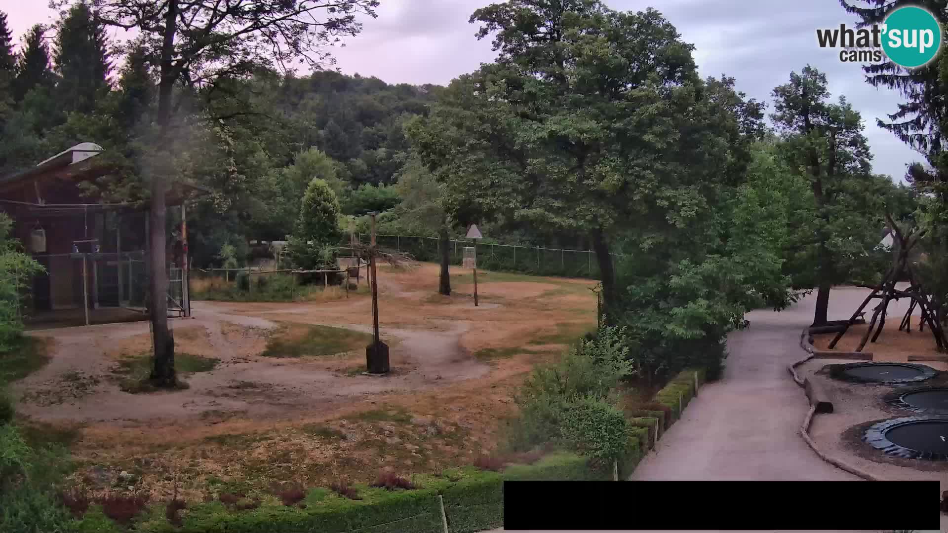 Webcam live Zoo Lubiana – Giraffe