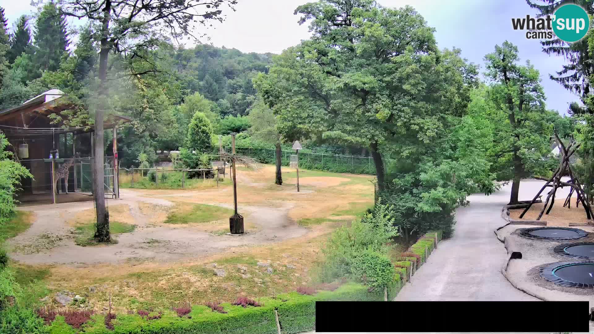 Webcam Zoo Ljubljana – Giraffes