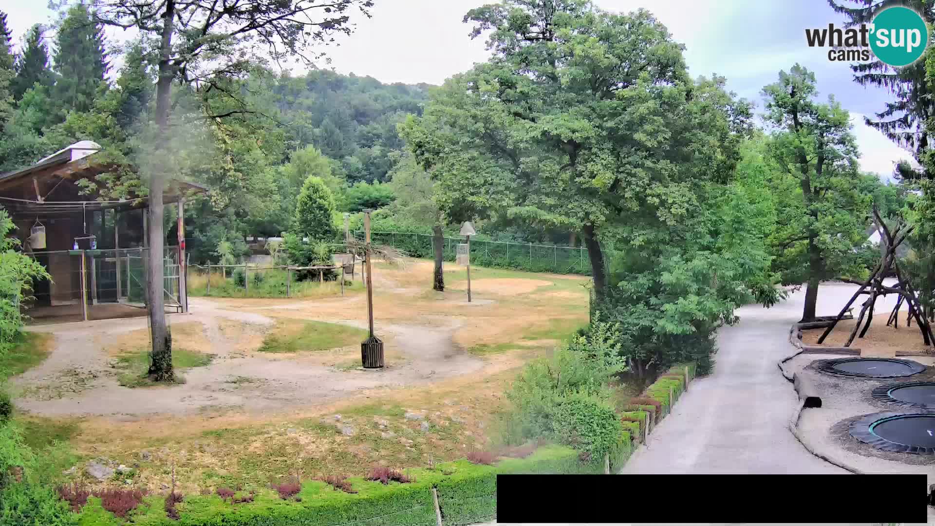 Webcam Zoo Ljubljana – Giraffes