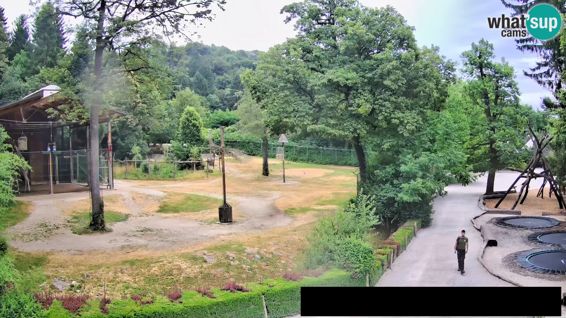 Webcam Zoo Ljubljana – Giraffes