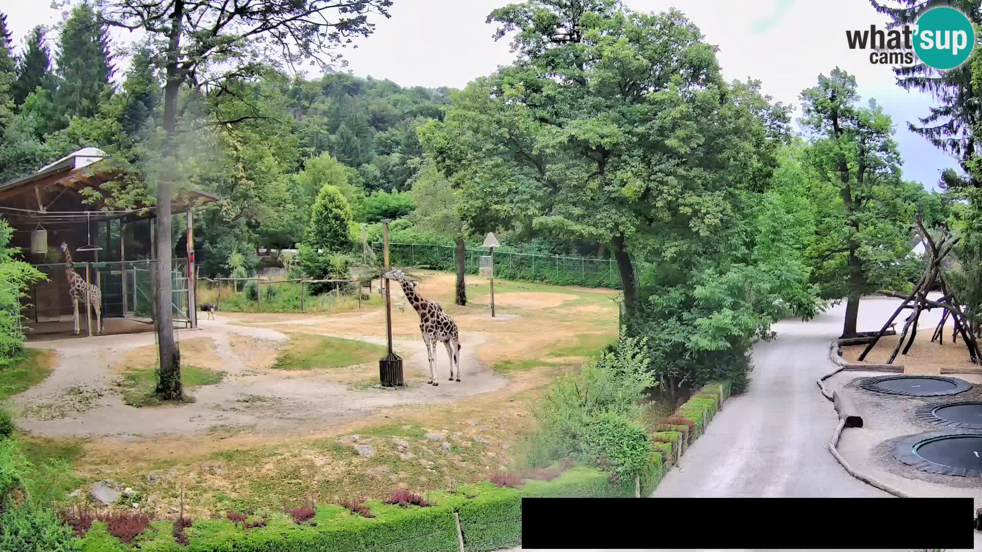 Webcam Zoo Ljubljana – Giraffes