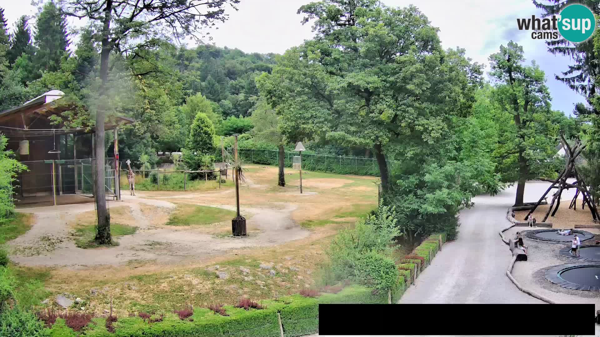 Webcam Zoo Ljubljana – Giraffen