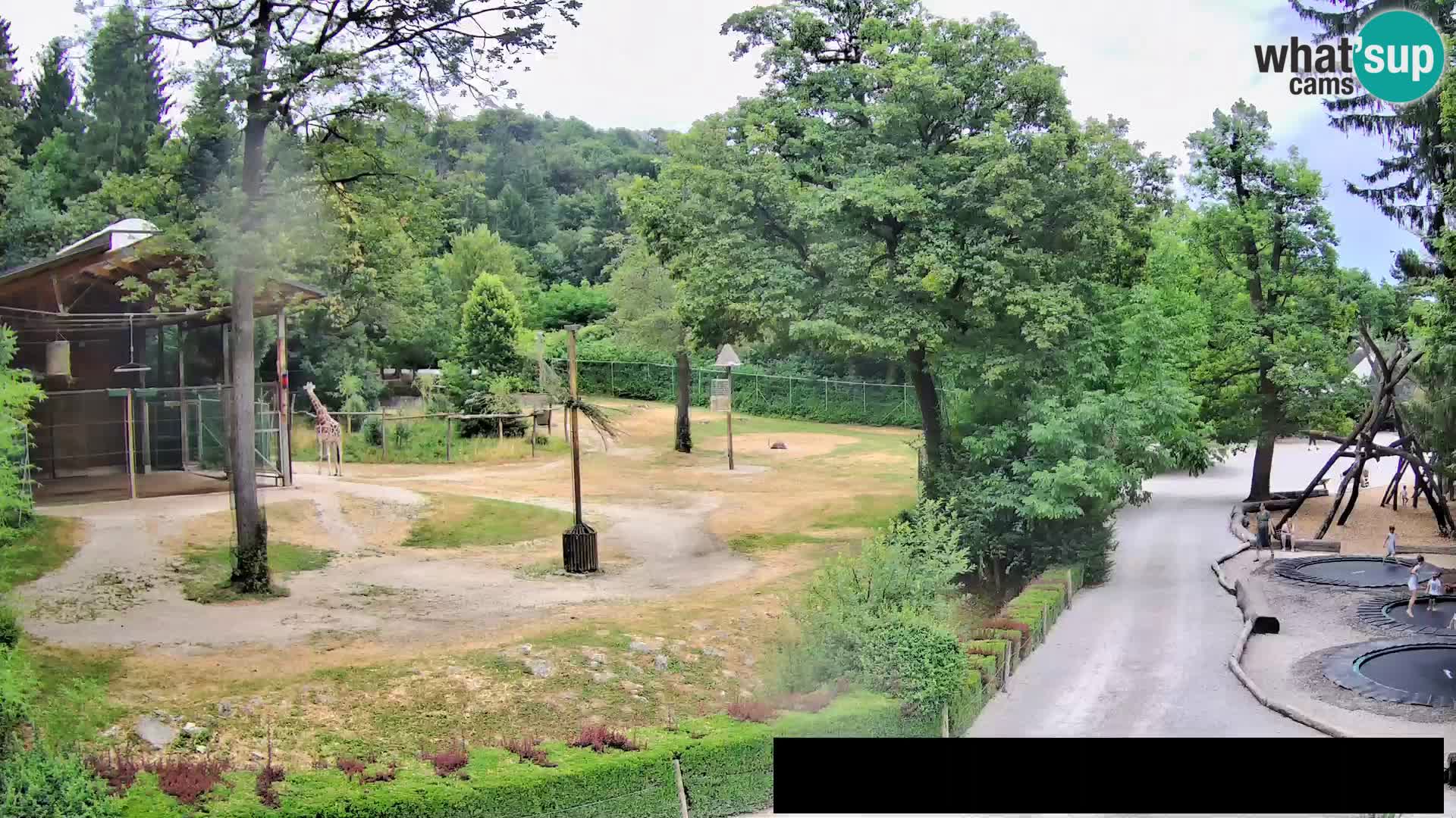 Webcam Zoo Ljubljana – Giraffes