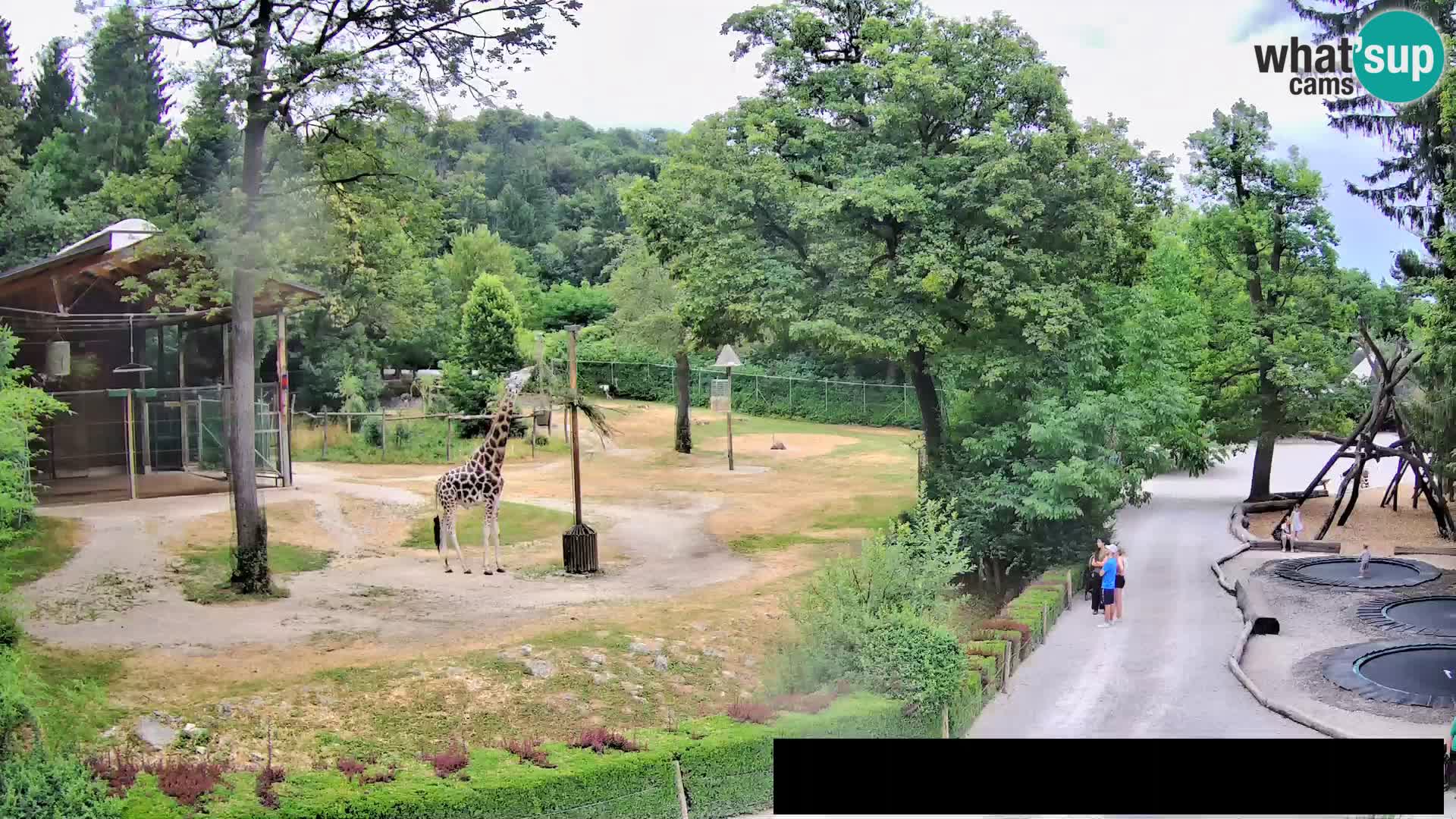 Web kamera Zoo Ljubljana – Žirafe