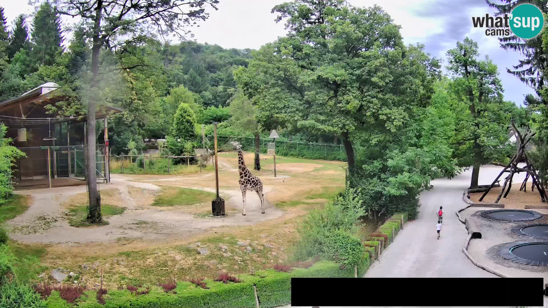 Webcam Zoo Ljubljana – Giraffes