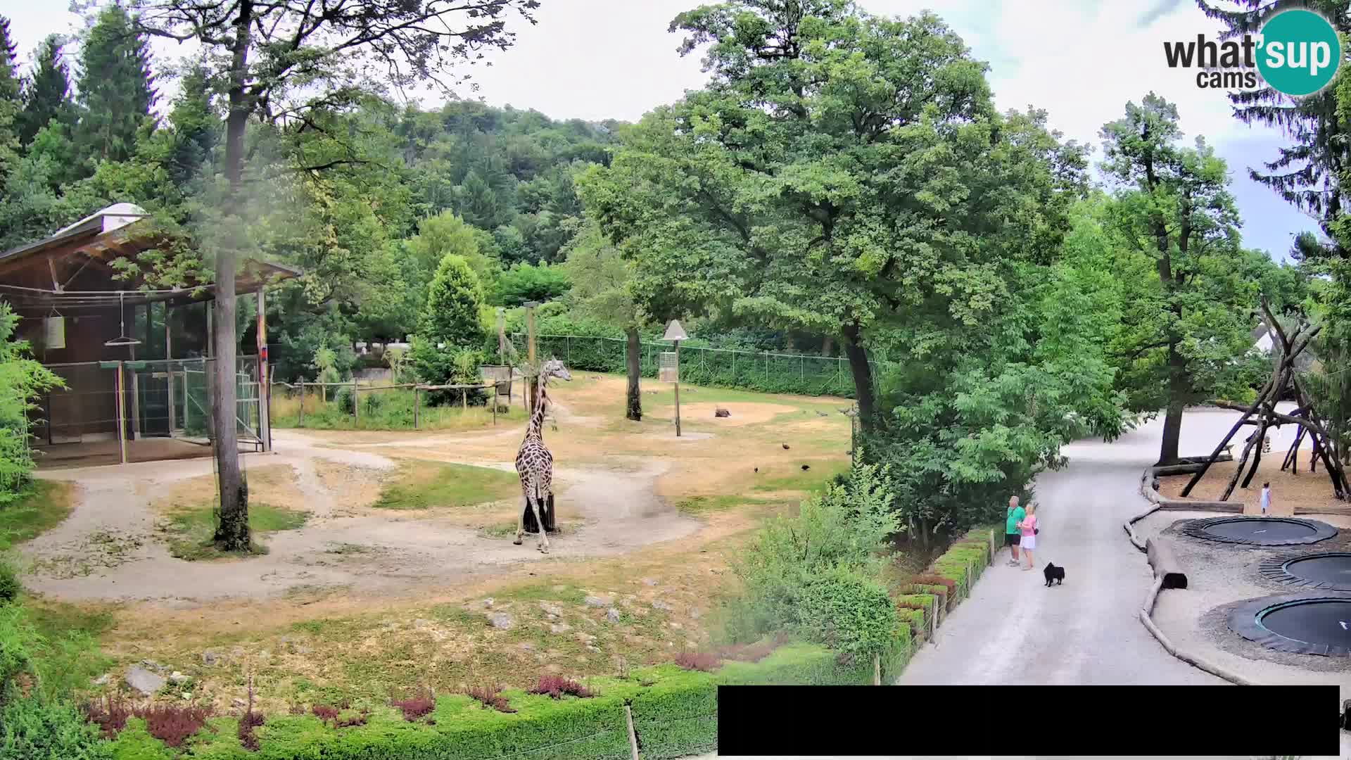 Webcam Zoo Ljubljana – Jirafas