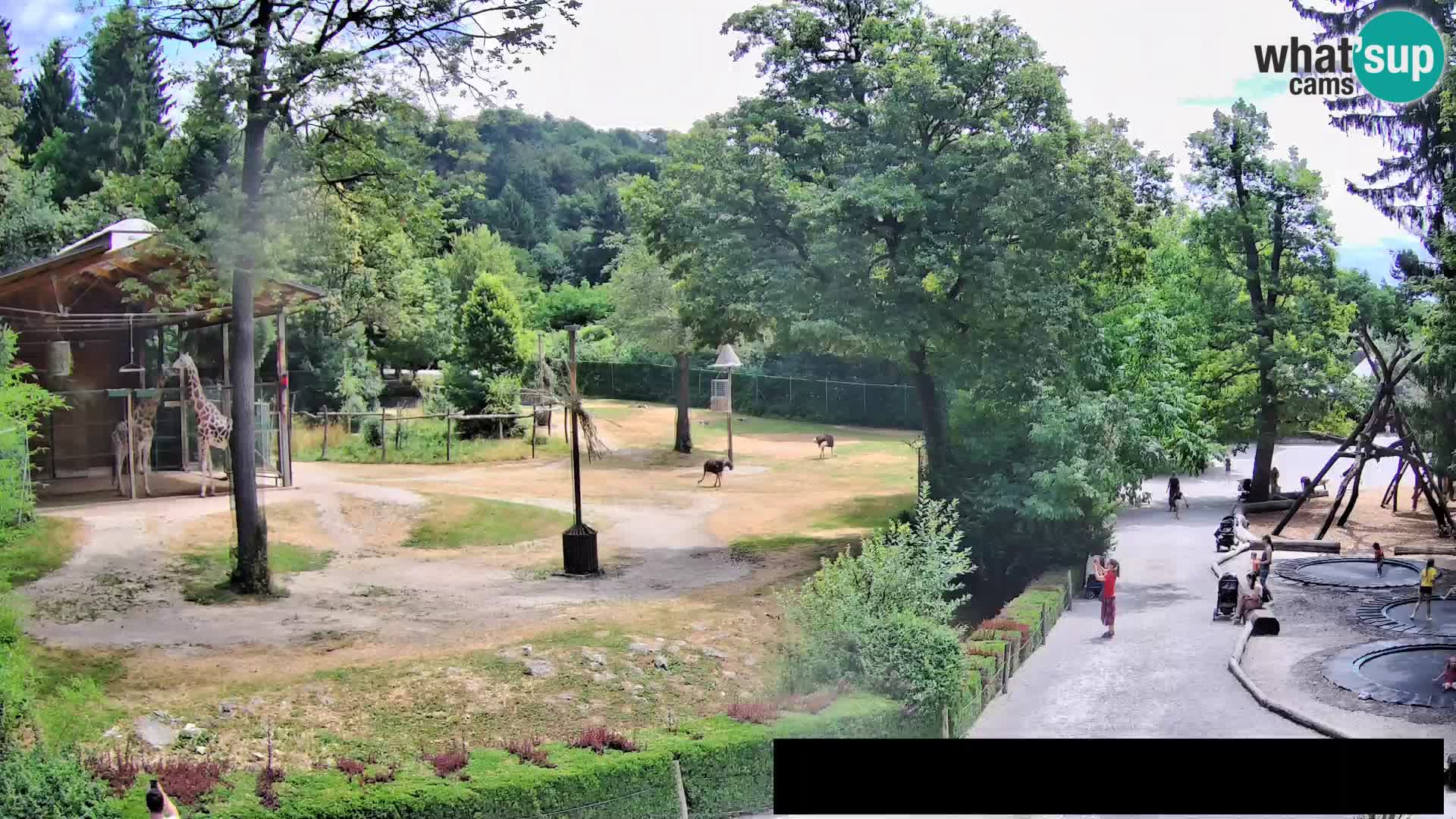 Spletna kamera Živalski vrt Ljubljana – Žirafe