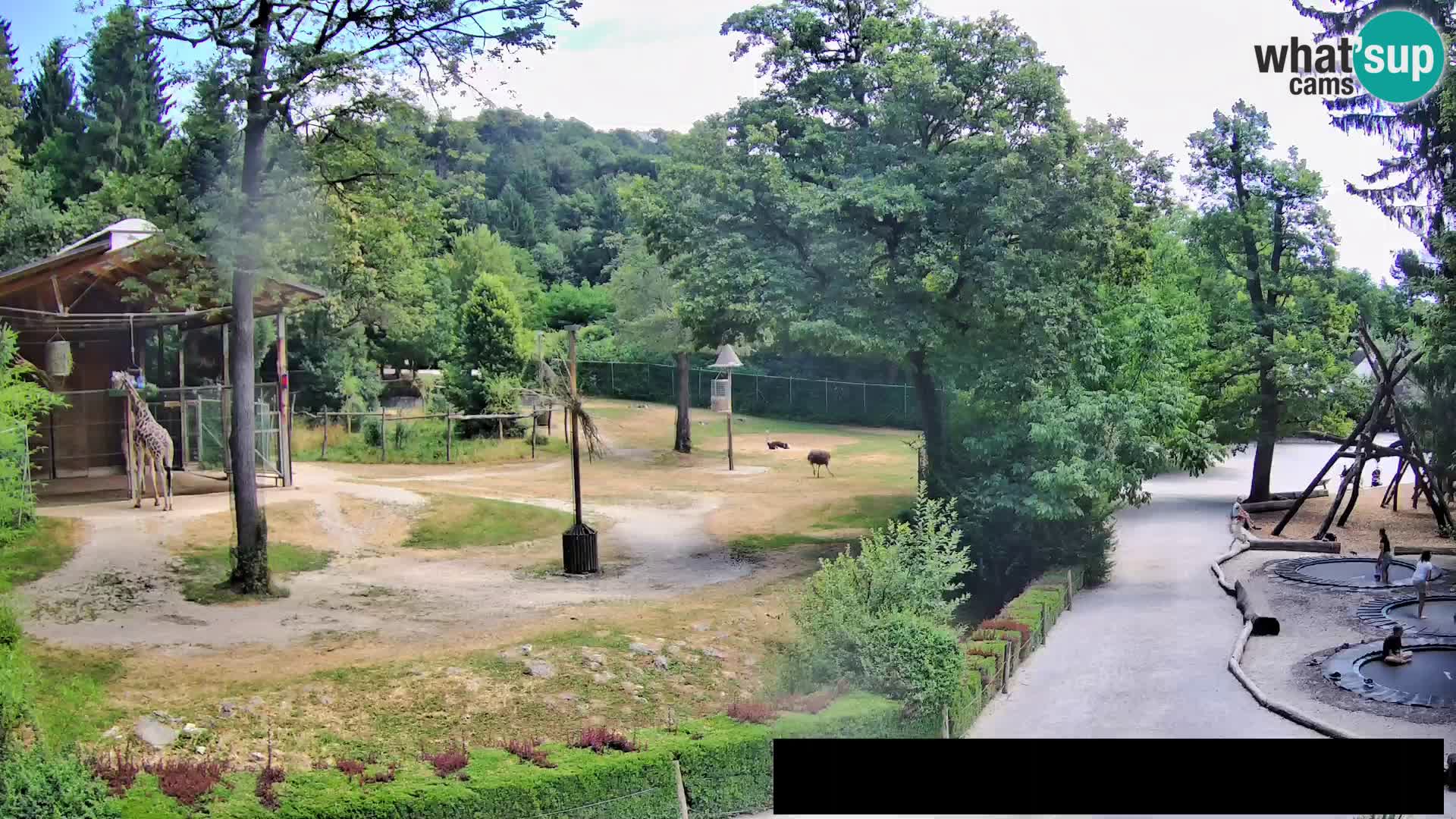 Web kamera Zoo Ljubljana – Žirafe