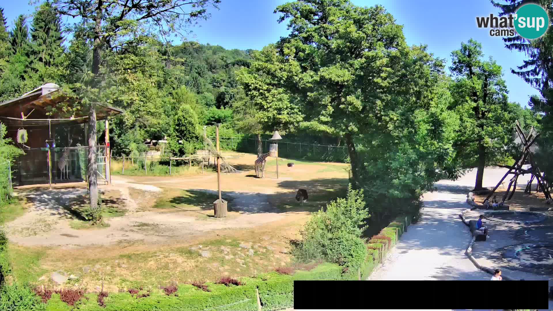 Webcam live Zoo Lubiana – Giraffe