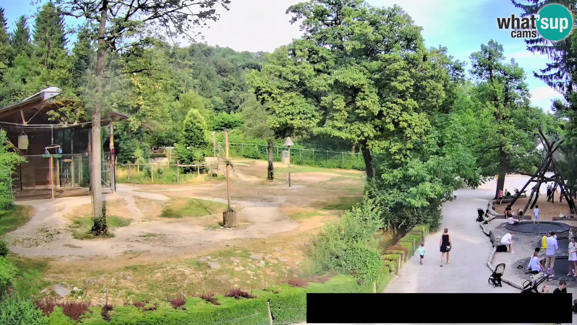 Webcam Zoo Ljubljana – Giraffen