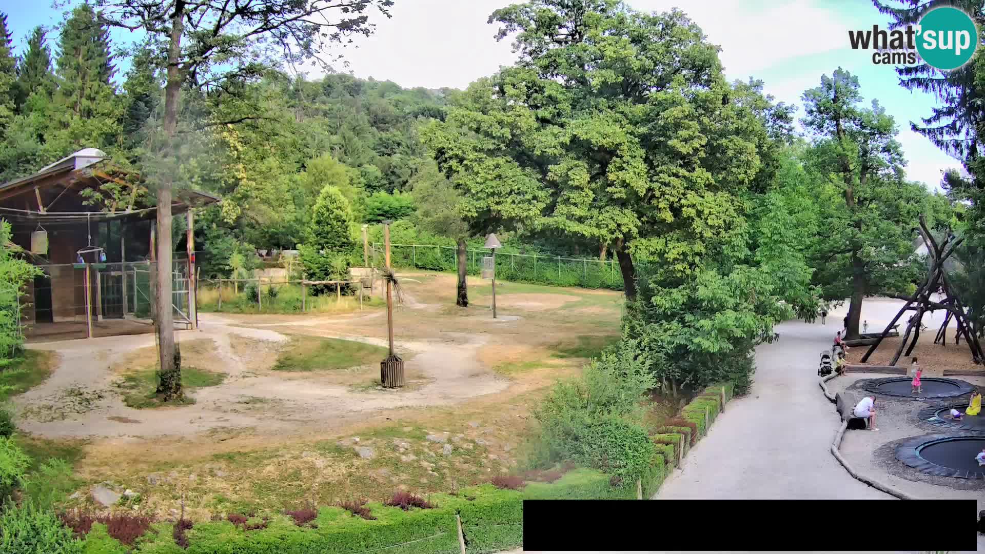 Spletna kamera Živalski vrt Ljubljana – Žirafe