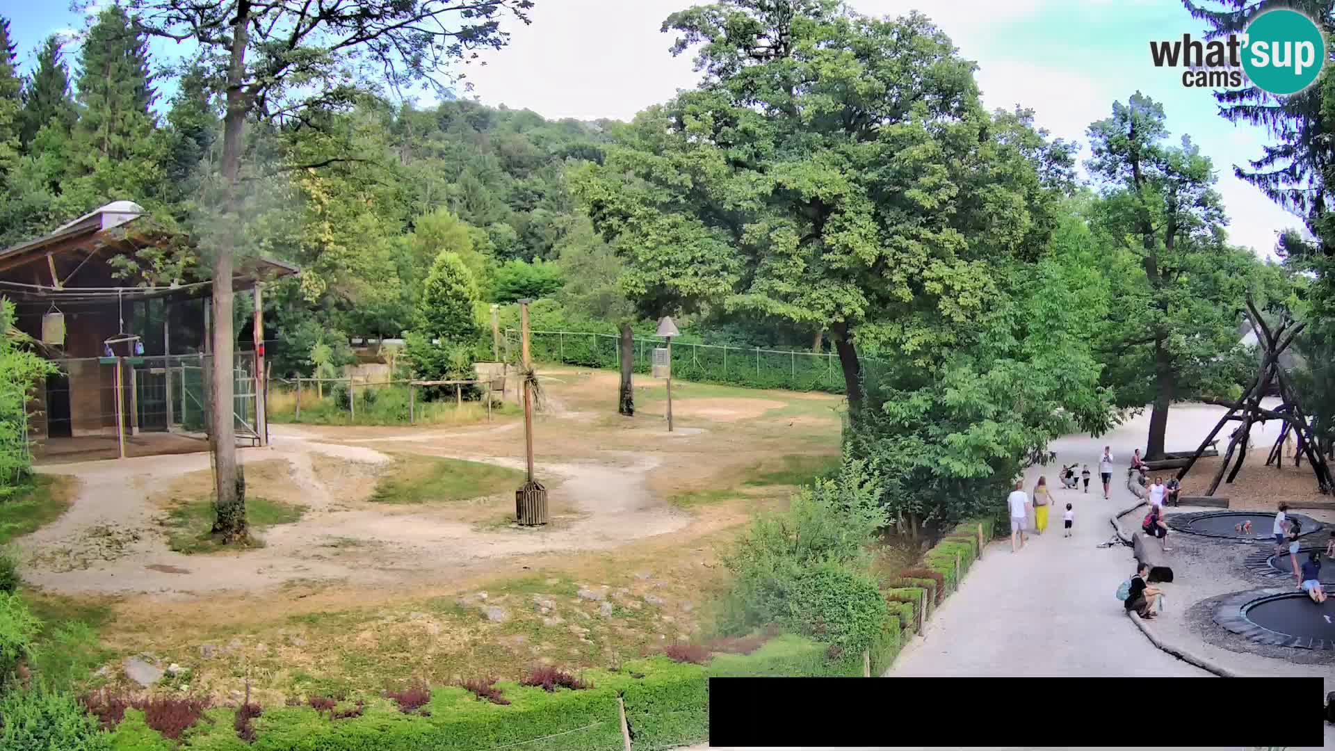 Webcam Zoo Ljubljana – Jirafas