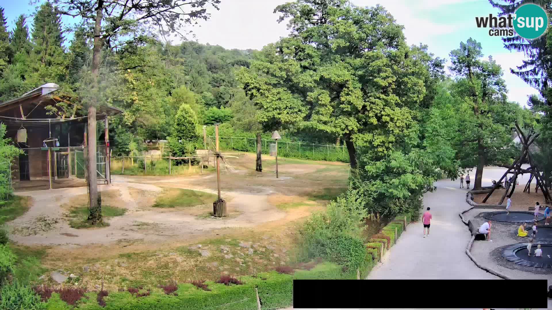 Webcam Zoo Ljubljana – Giraffes