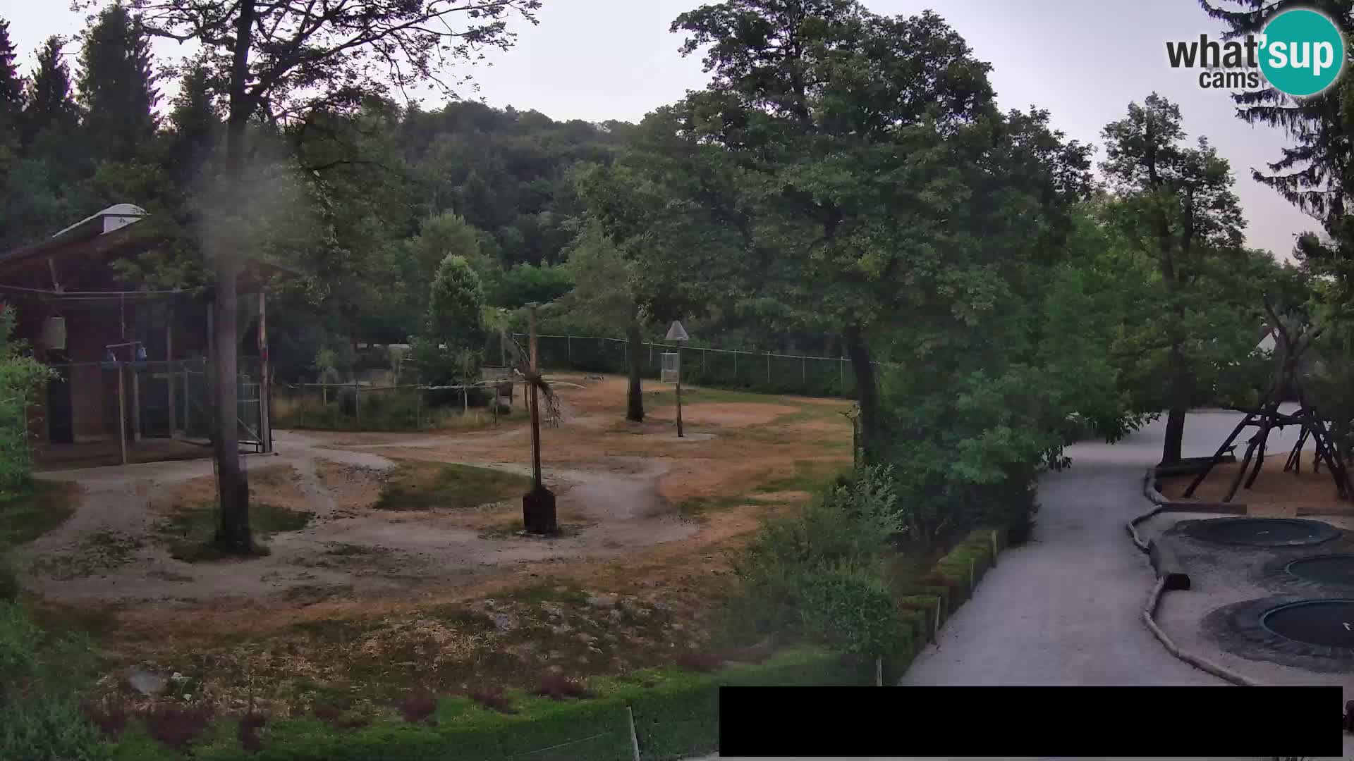 Webcam live Zoo Lubiana – Giraffe