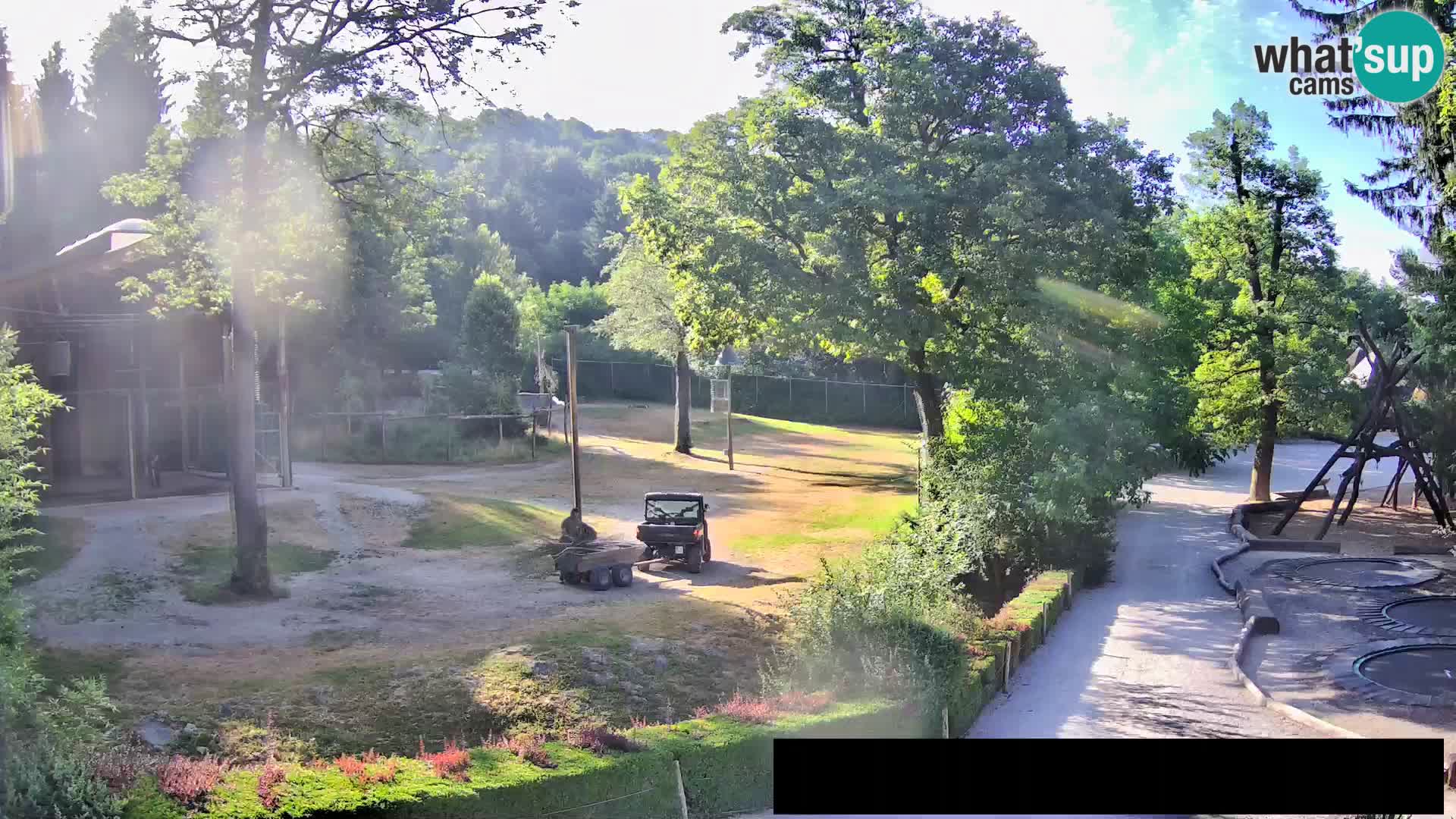 Webcam Zoo Ljubljana – Giraffen