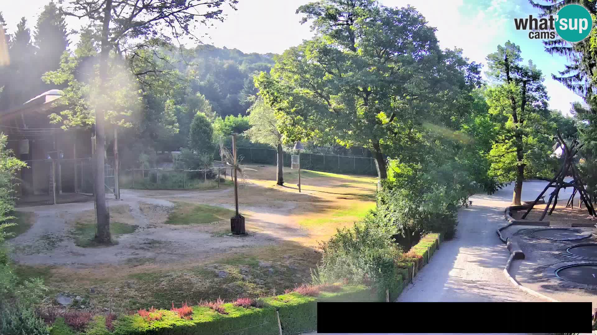 Webcam Zoo Ljubljana – Giraffen