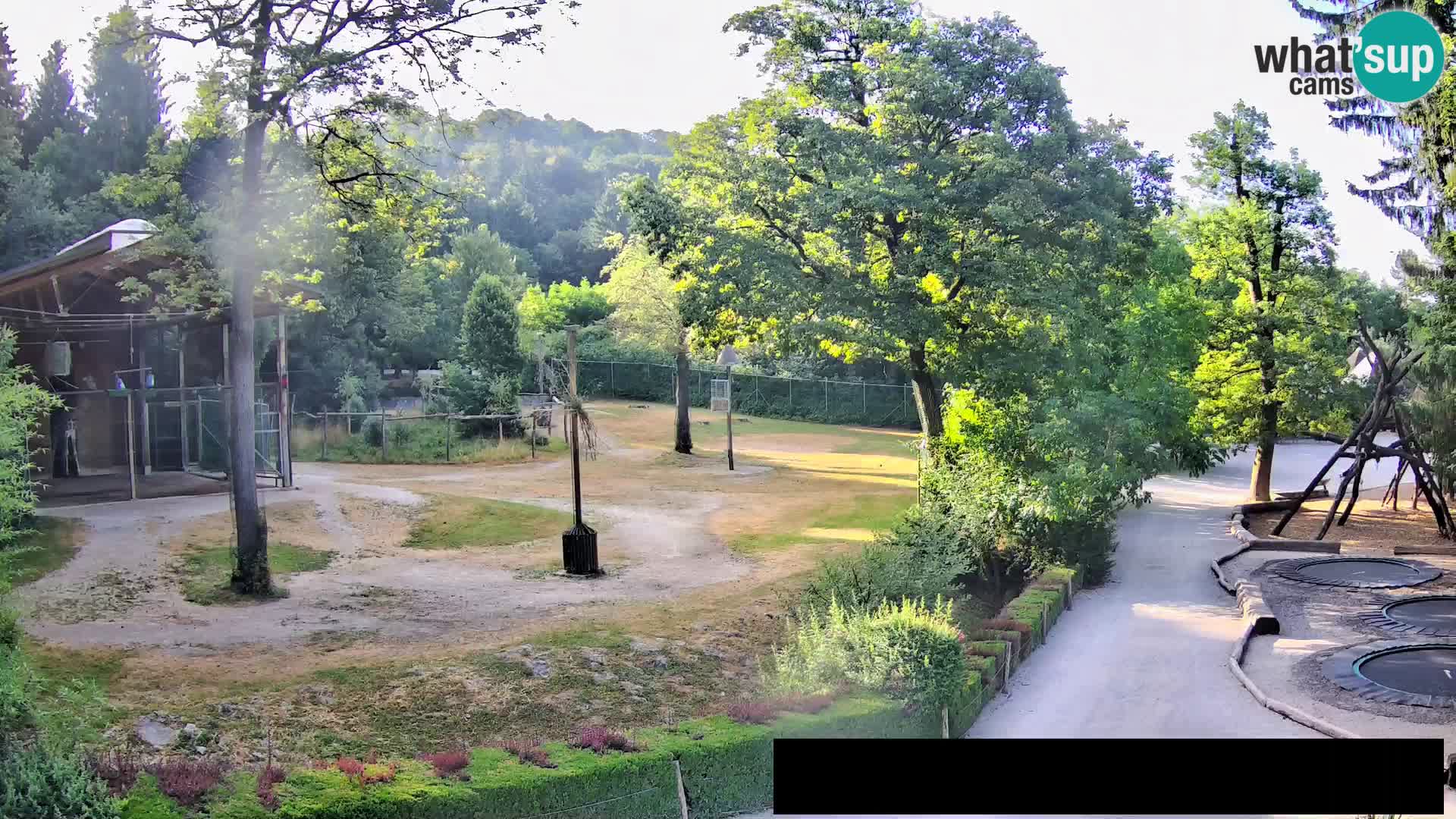 Webcam Zoo Ljubljana – Giraffes