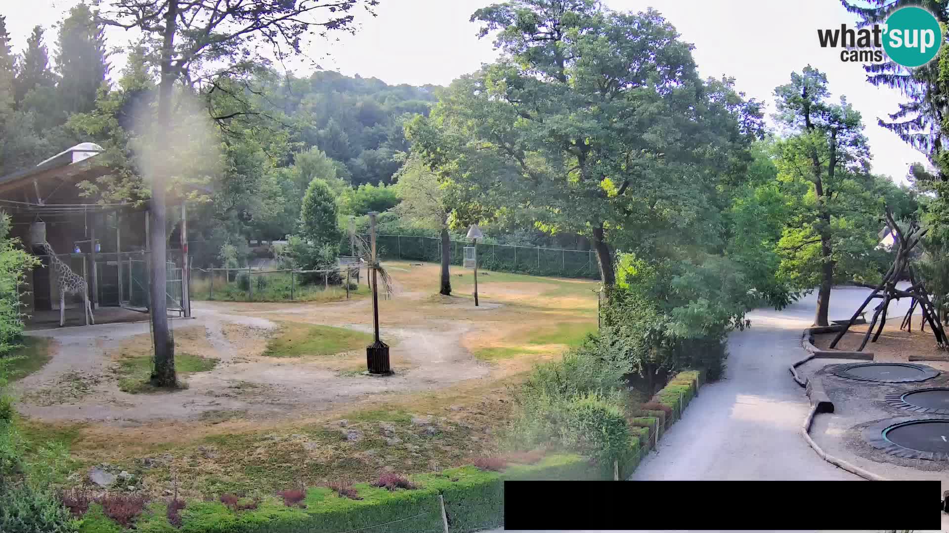 Spletna kamera Živalski vrt Ljubljana – Žirafe