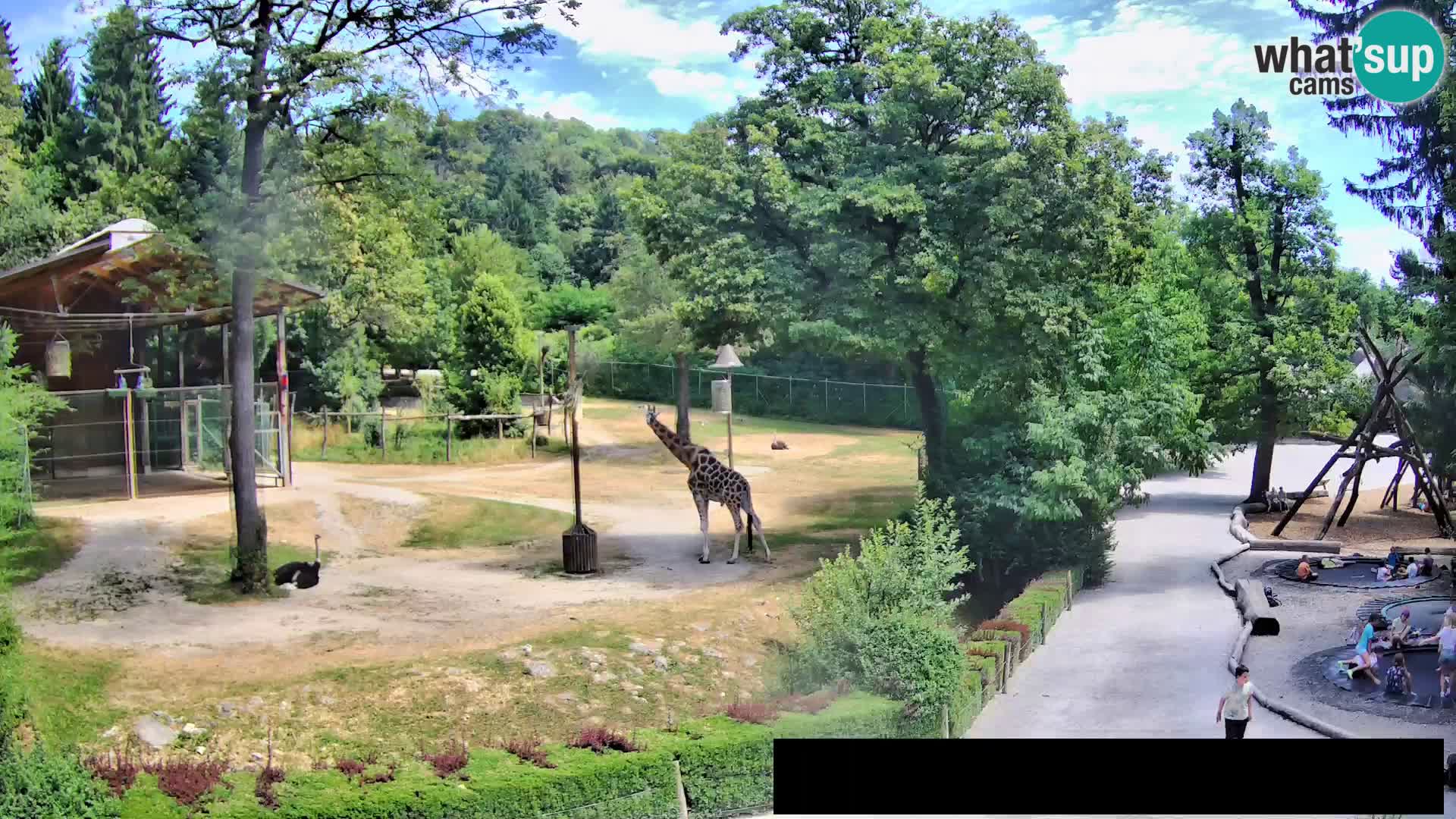 Webcam Zoo Ljubljana – Giraffes