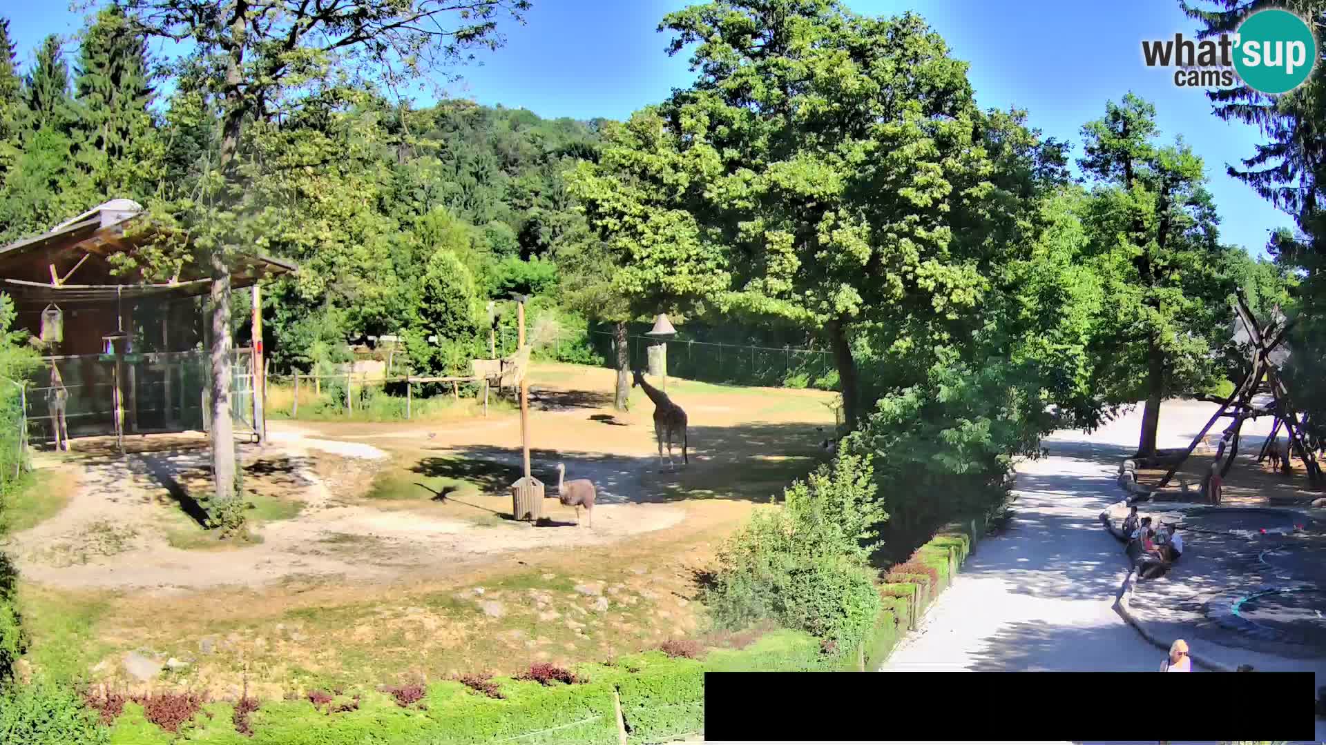 Web kamera Zoo Ljubljana – Žirafe