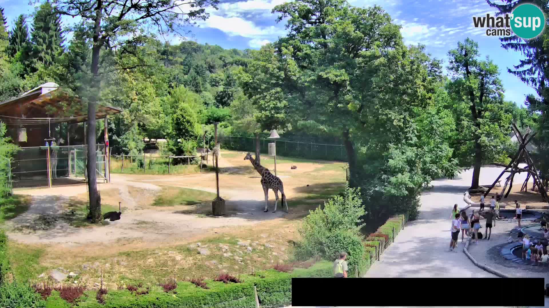 Webcam Zoo Ljubljana – Giraffes