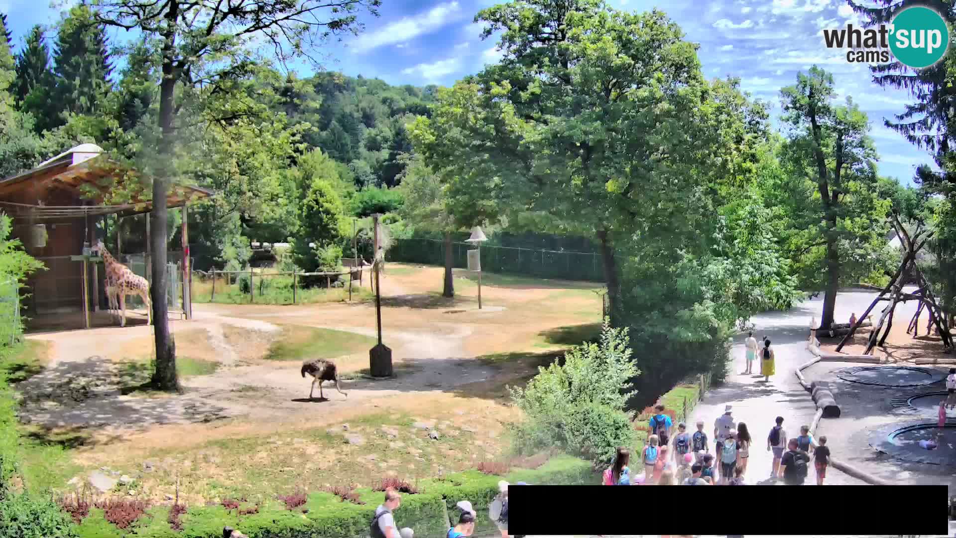 Webcam Zoo Ljubljana – Giraffen