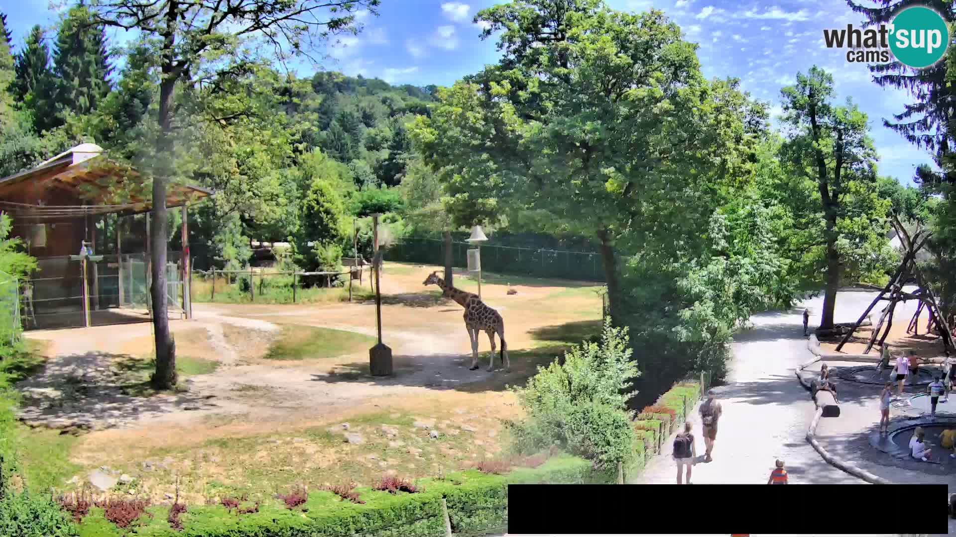 Webcam Zoo Ljubljana – Jirafas