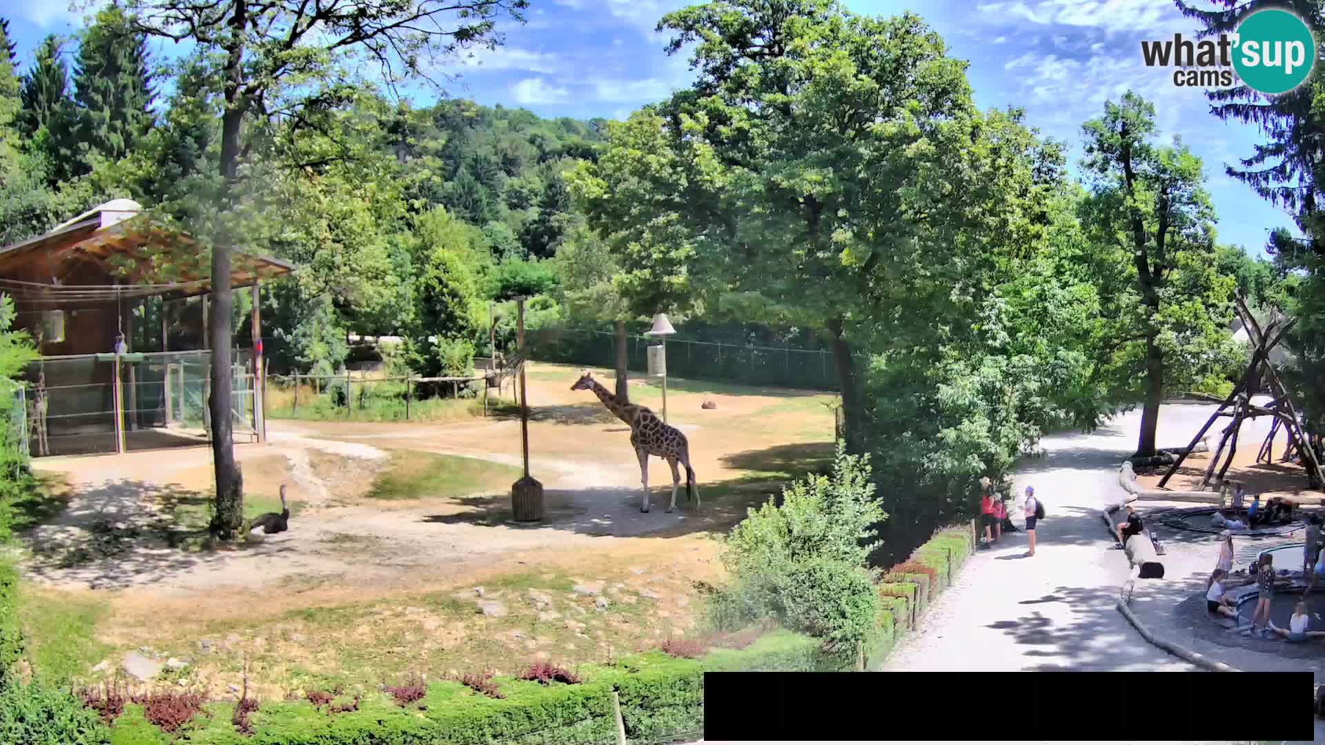 Webcam Zoo Ljubljana – Giraffes