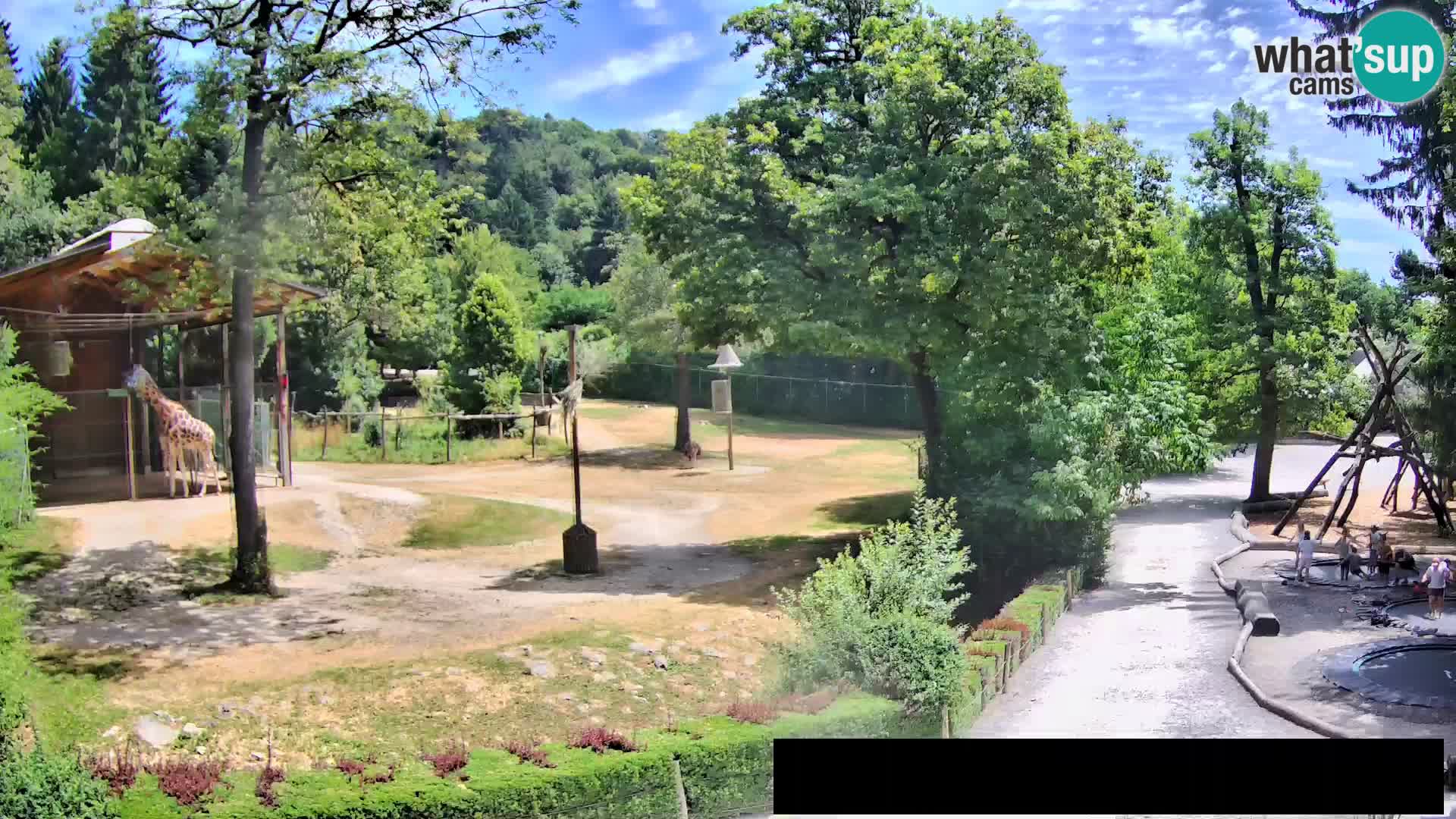 Webcam live Zoo Lubiana – Giraffe