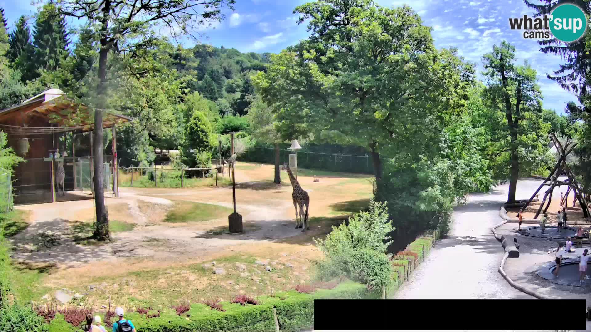 Web kamera Zoo Ljubljana – Žirafe