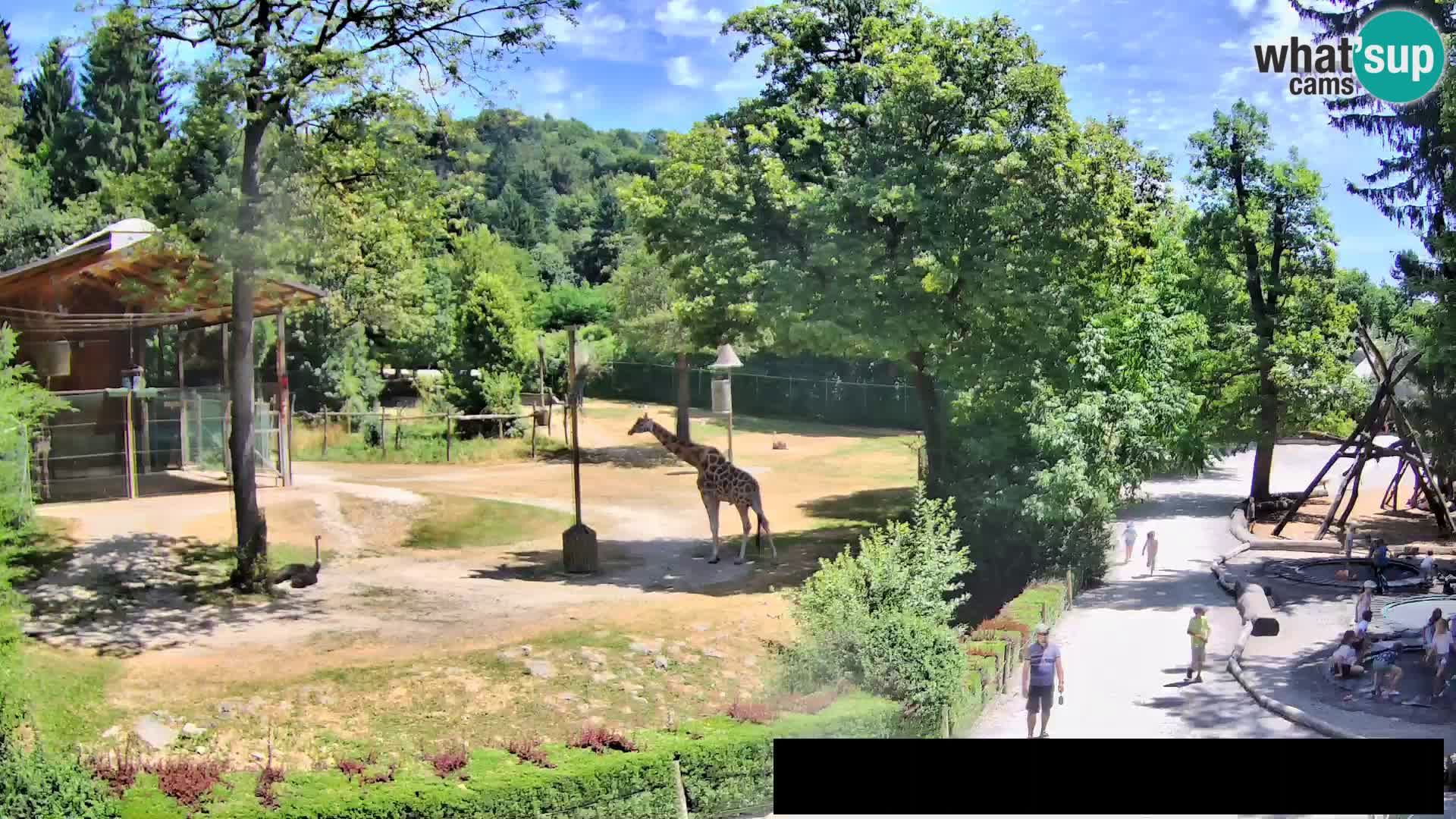 Webcam Zoo Ljubljana – Jirafas