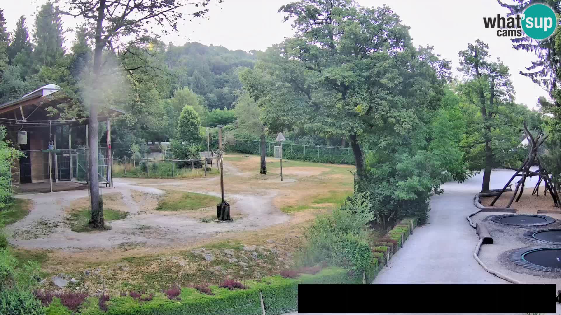 Web kamera Zoo Ljubljana – Žirafe