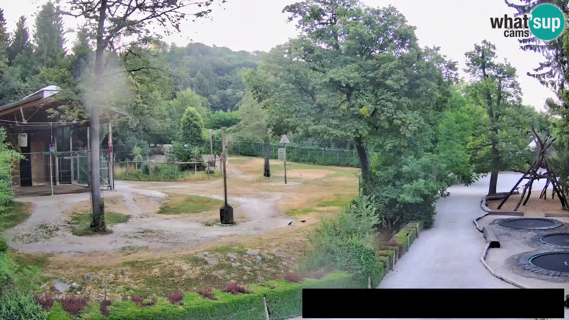 Web kamera Zoo Ljubljana – Žirafe