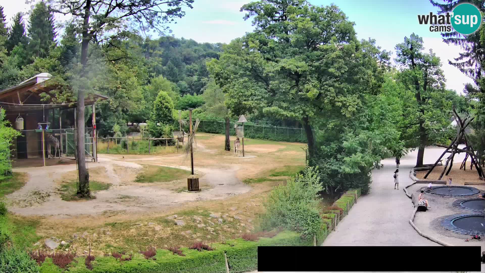 Webcam Zoo Ljubljana – Giraffen