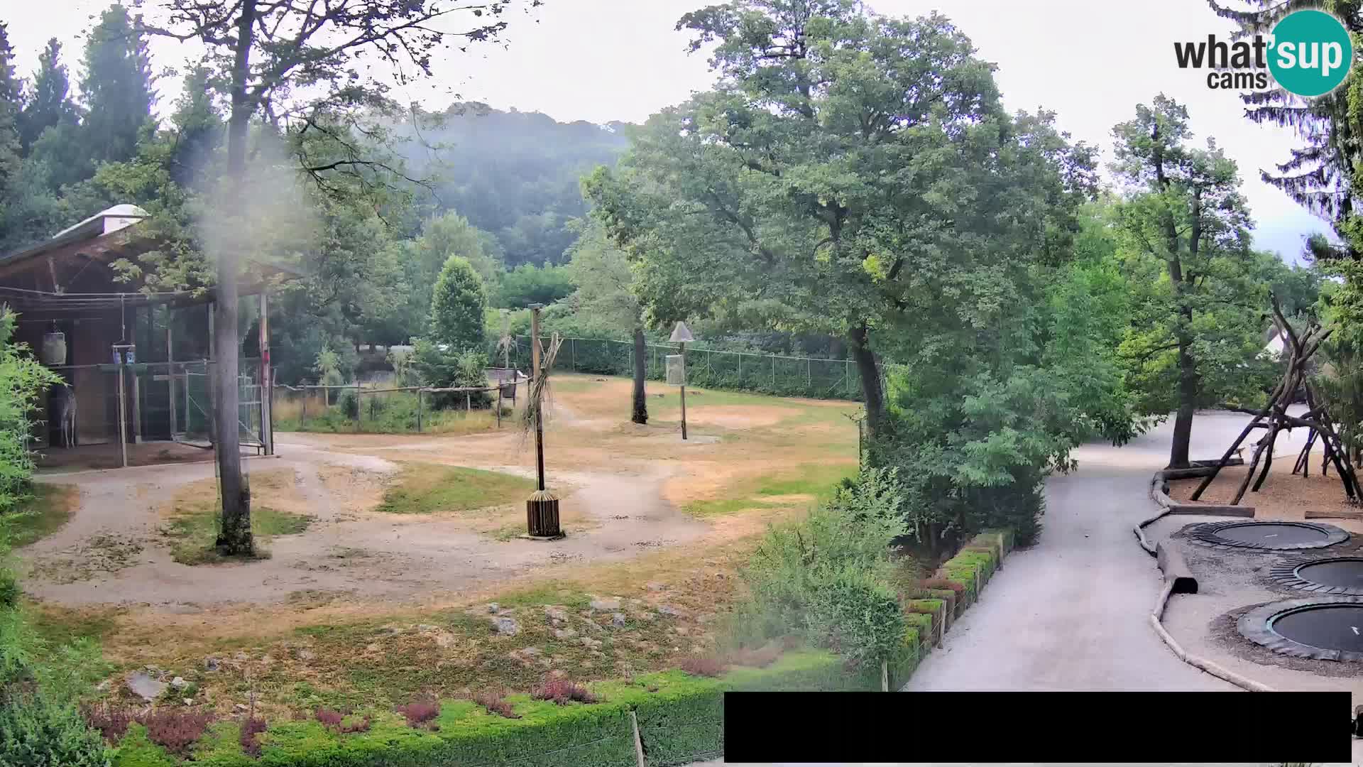 Webcam Zoo Ljubljana – Giraffes