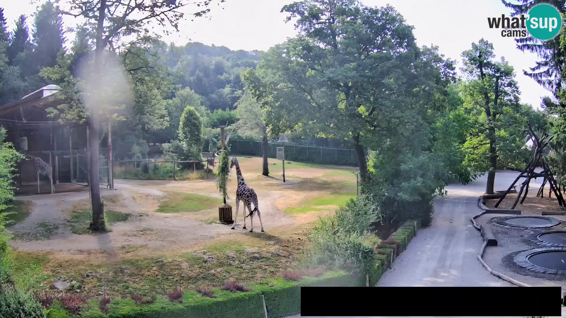 Webcam Zoo Ljubljana – Giraffes