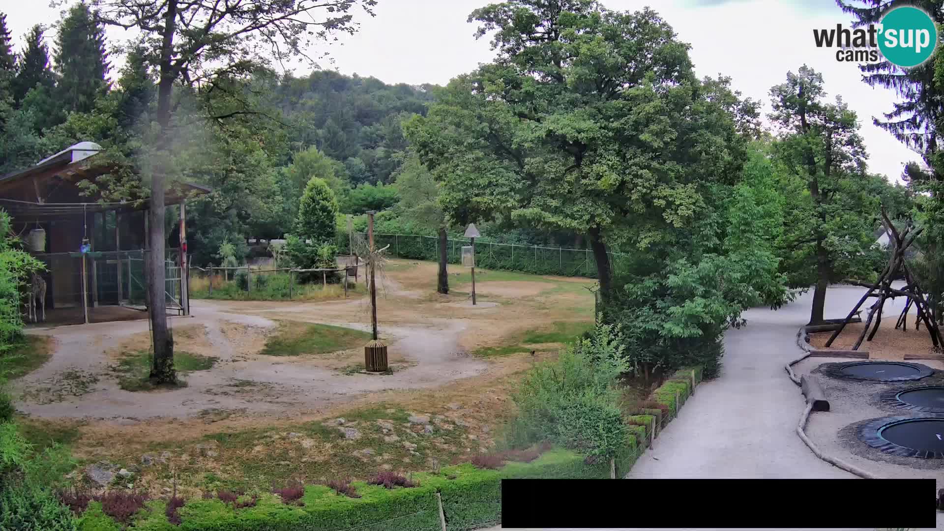 Web kamera Zoo Ljubljana – Žirafe
